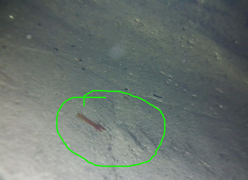 視頻內(nèi)窺鏡具有哪些特點？